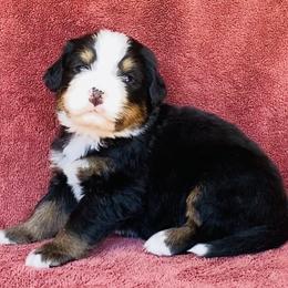 Brown Collar Male - Black rust and white male Bernese Mountain Dog puppy in Bristol, Tennessee from Holston Hollow Farm