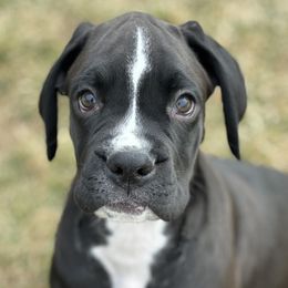 Boxer Puppies from Eagle ID Boxers