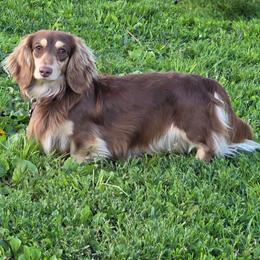 Kai - Dachshund