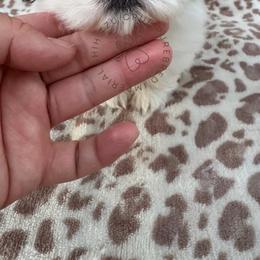 Jack - Liver and white male Shih Tzu puppy in Tehachapi, California from Shih Tzu Crue