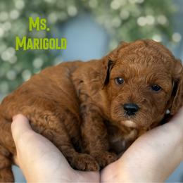 Ms. Marigold - Red female Cavapoo puppy in Sacramento, California from Dandy Doodles Goldendoodles