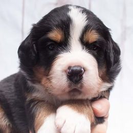 Grey Collar 3800 - Black rust and white male Bernese Mountain Dog puppy in Collinsville, Texas from Berner Dynasty