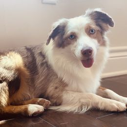 Fiesta - Miniature Australian Shepherd