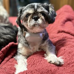 Odin - Shih Tzu