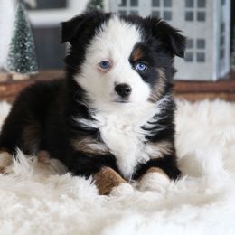 Dolly - Black tri female Miniature Australian Shepherd puppy in Mifflin, Pennsylvania from Cabin Hearth Miniature and Toy Australian Shepherds