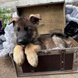 Jon Snow - Sable male German Shepherd puppy in Chino, California from BlueStone K9