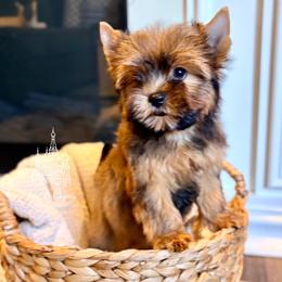 Biewer Terrier and Russian Salon Dog Puppies from Petit Bijou