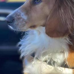 Carli - Dachshund