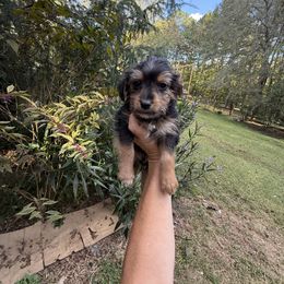 Jett - Black and gold male Yorkipoo puppy in Henderson, North Carolina from Dorans Danes and Doodles