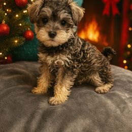 Girl 2 - Salt and pepper female Miniature Schnauzer puppy in New Bern, North Carolina from DJS Delightful Miniature Schnauzers