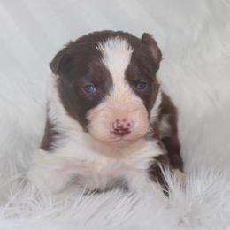 Wren - White and red male Border Collie puppy in Cedartown, Georgia from Ferguson Border Collies