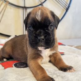 Bear - Fawn male Boxer puppy in Cicero, New York from MK Boxer Haven of CNY