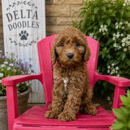 Indie - Red female Bernedoodle puppy in Clovis, California from Delta Doodless