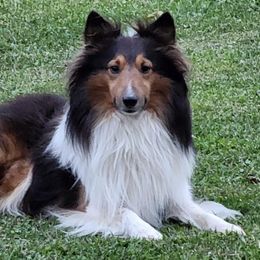 Shetland Sheepdogs from Amy's Critters