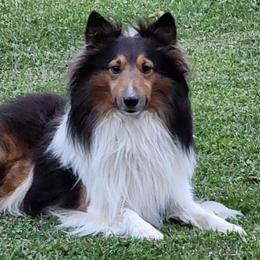 Shetland Sheepdogs from Amy's Critters