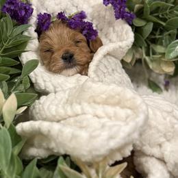 Girl 2 - Red female Cockapoo puppy in Birdsboro, Pennsylvania from Cooper Family Cockapoos