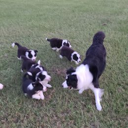 Border Collie Puppies from K&R RANCH.