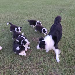Border Collie Puppies from K&R RANCH.