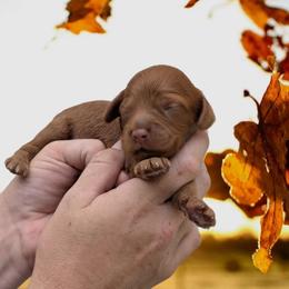 Rusty - Red male Cavapoo puppy in Coshocton, Ohio from Forever Family Puppies