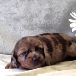Girl 1 - Dapple female Dachshund puppy in Mt. Sterling, Illinois from Doxie Do's
