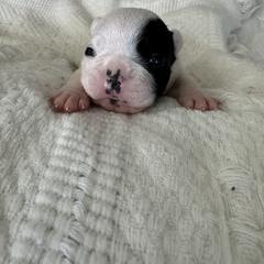 French Bulldog All Grown Up from Pipsters