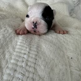 French Bulldog All Grown Up from Pipsters