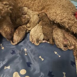 Goldendoodle Puppies from Asias NC miniature golden doodles