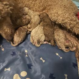 Goldendoodle Puppies from Asias NC miniature golden doodles