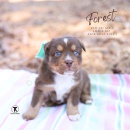 Forest - RTM - Red tri male Miniature Australian Shepherd puppy in Nacogdoches, Texas from TK Standard, Mini, & Toy Aussies