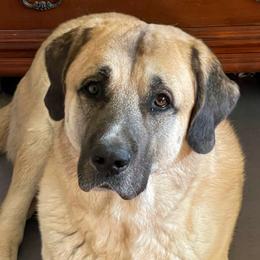 Rosin  - Anatolian Shepherd Dog