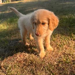 Bloom - Apricot female Goldendoodle puppy in Graham, North Carolina from Geise Meadow Doodles