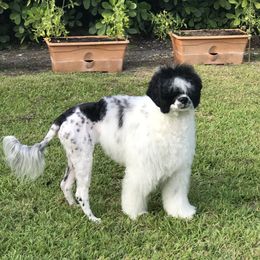 Rumor - Portuguese Water Dog