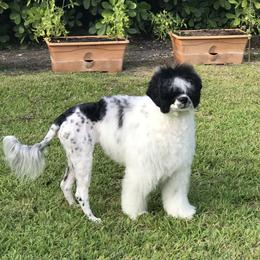 Rumor - Portuguese Water Dog