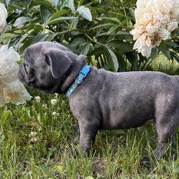 French Bulldog Puppies from Camarra King