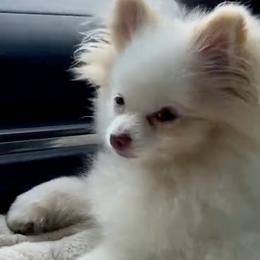 Cockapoos and Pomeranians from Pine & Palm Pomeranians & Poodles