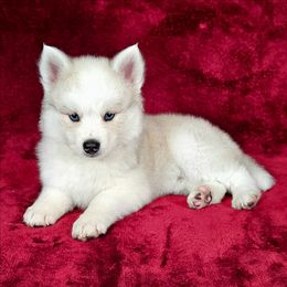 Jeremy - Wolf sable male Pomsky puppy in Spokane, Washington from Spokane Pomskies