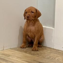 Boy 4 - male Vizsla puppy in Sheridan, Indiana from Glory Days Vizslas