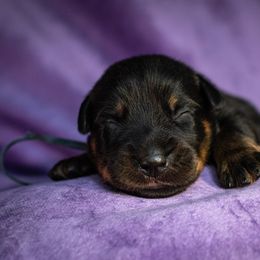 Hoarfrost - Black and rust male Beauceron puppy in Medina, Ohio from Beaucerons Des Vents