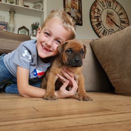Boerboel Puppies from Pine River Boerboels