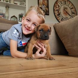 Boerboel Puppies from Pine River Boerboels