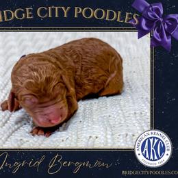 Ingrid - Apricot female Poodle puppy in Signal Mountain, Tennessee from Bridge City Poodles