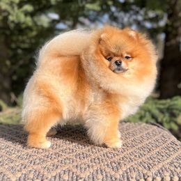 Po Po - Pomeranian