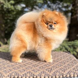 Po Po - Pomeranian