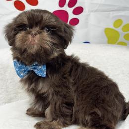 Boy 1 - Chocolate and tan male Shih Tzu puppy in Los Angeles, California from For the Love of Shih Tzus