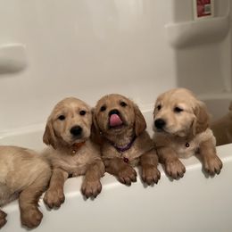 Golden Retriever Puppies from Renko Kennel