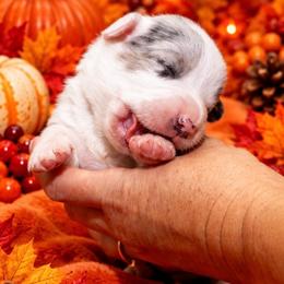 Dusty - Blue merle and white male Cardigan Welsh Corgi puppy in Kerens, West Virginia from Leather & Lace