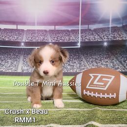 "Tumble" RMM 1 (SOLD) - Red merle Miniature Australian Shepherd puppy in Smiths Station, Alabama from Double T Mini Aussies