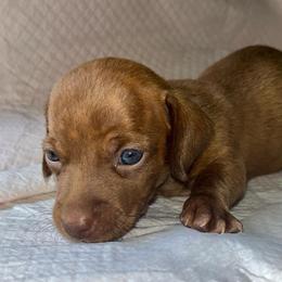 Girl 2 - Red female Dachshund puppy in San Antonio, Texas from Crystal’s Miniature Dachshunds