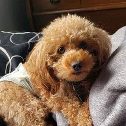 Moses - Poodle