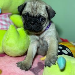 Callie - Fawn female Pug puppy in Hesperia, Michigan from Manistee Farms